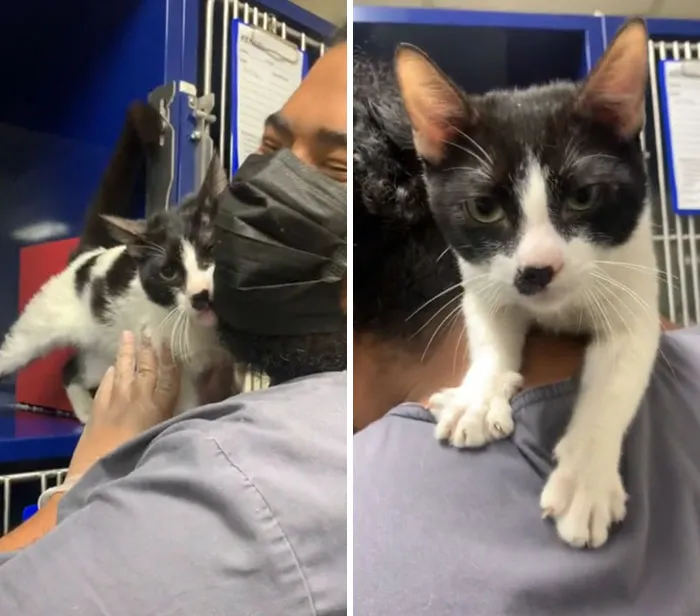 How To Adopt A Hooman