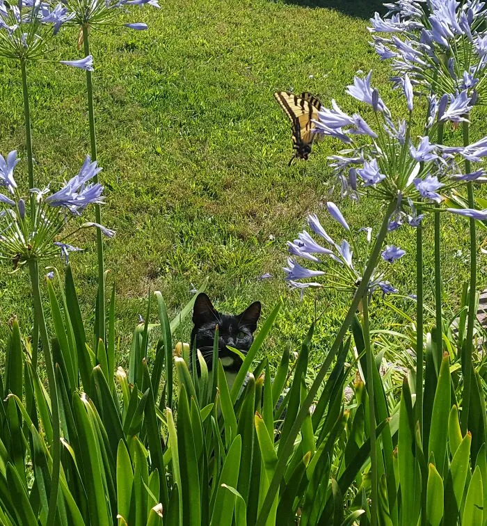 Butterfly 1, Cat 0.