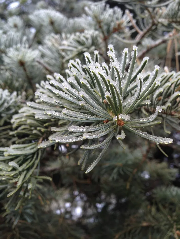 Frost On Some Pine Needles