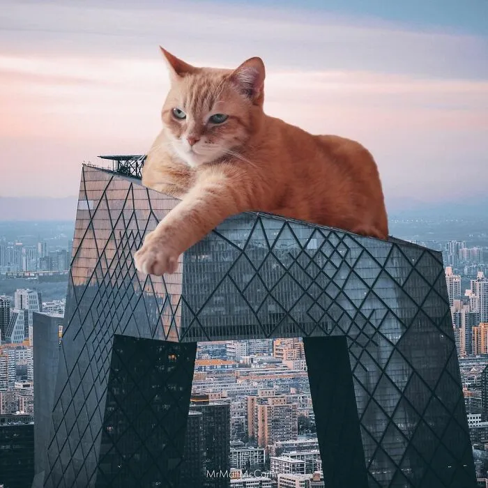 91 Surreal Photo Edits With Giant Cats By Matt McCarthy (New Pics)