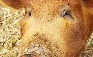 Hey Pandas, Post A Pic Of A Cute Nose (Closed)