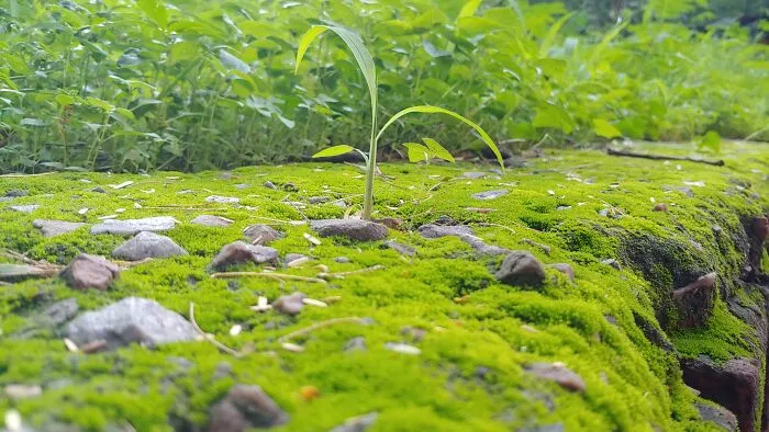 A Bit Mossy!