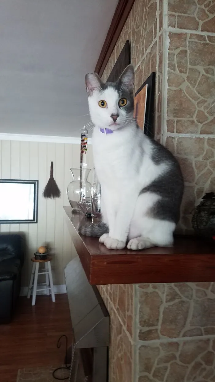 Felix The Poser