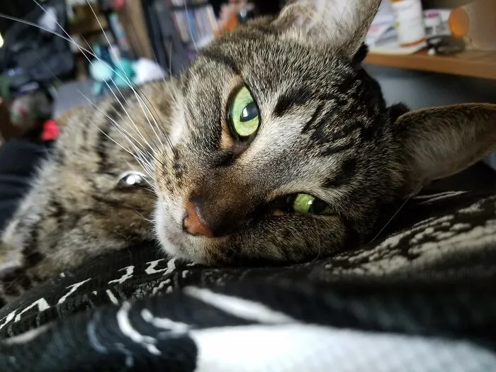 My Cat Loki Who Usually Hates Having His Picture Taken.