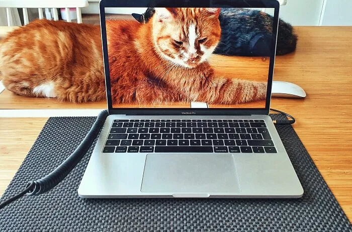 A Game Of Cat And (Magic) Mouse