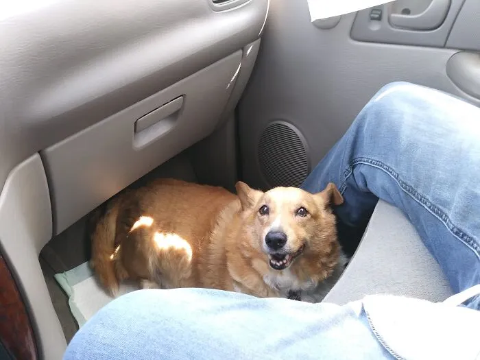 Boo 14 Years Corgi