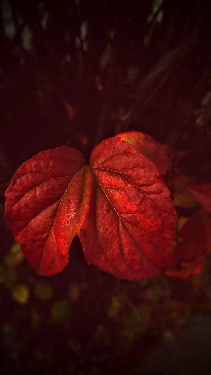 This Leaf In My Backyard