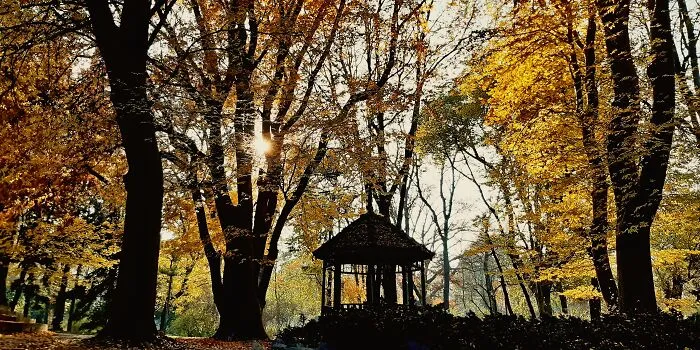 Autumn Colors