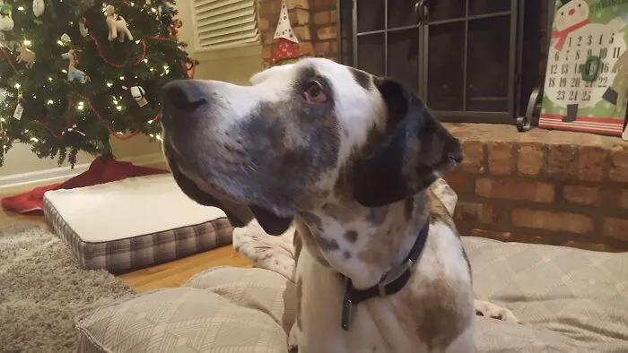 This Is Murphy, He Was The Sweetest Dog Ever  ❤