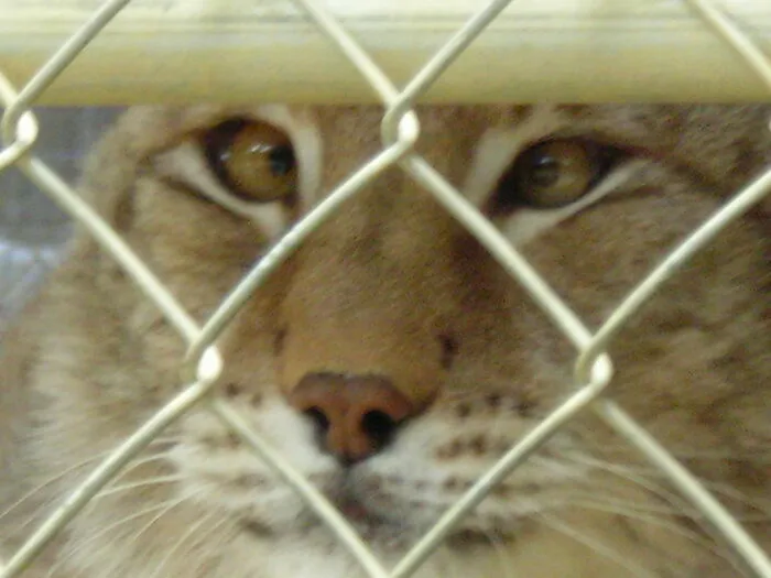 Lynx Eyes.  The Cat House, Rosamond Ca. A "Retirement Home" For Smaller Wild Cats From The San Diego Zoo.