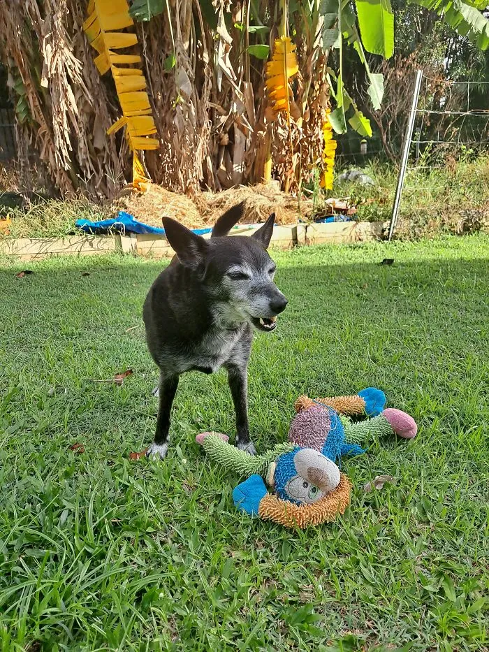 My Baby Boy!! Skippy The Schipperke X Kelpie! 10 Yrs Old!