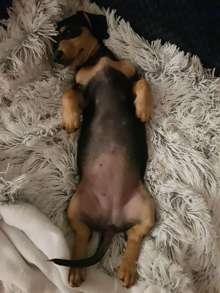 Tired Sausage