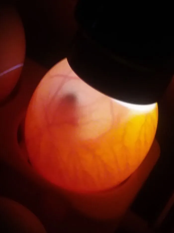 Chicken Embryo