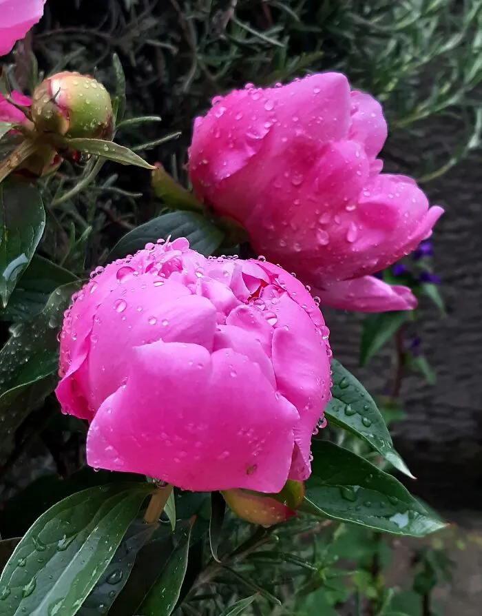 Peonies After Rain, Heavenly Scent :)