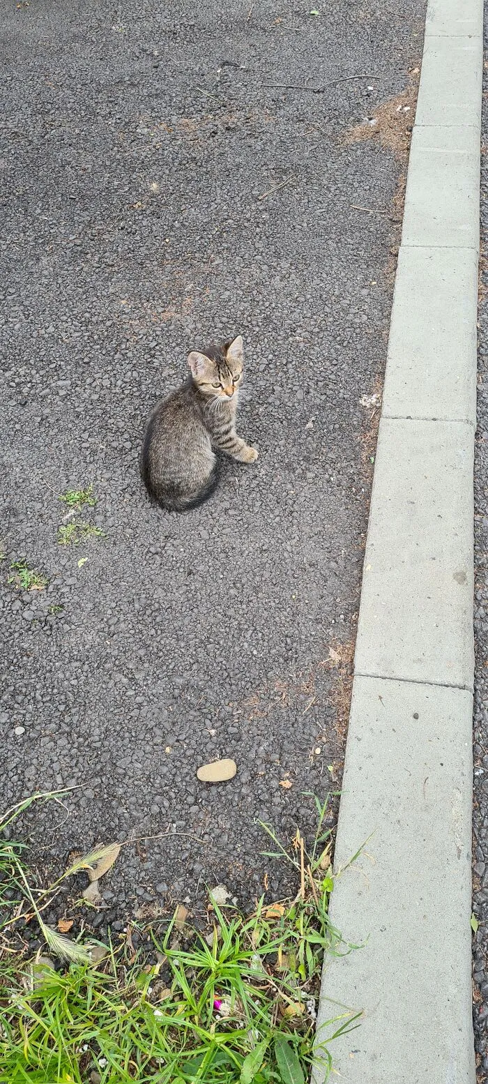 Little Tiger