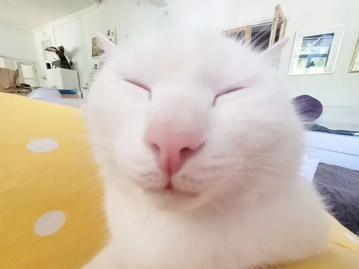 Mr Big Snout