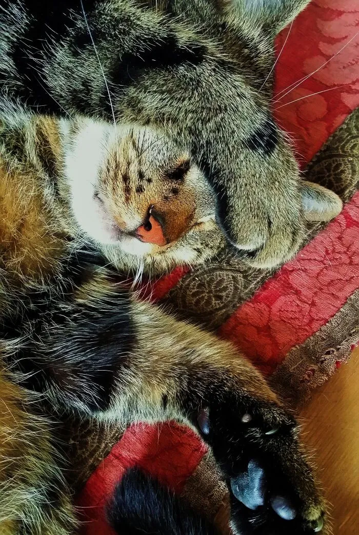 No, I'm Not Snoring