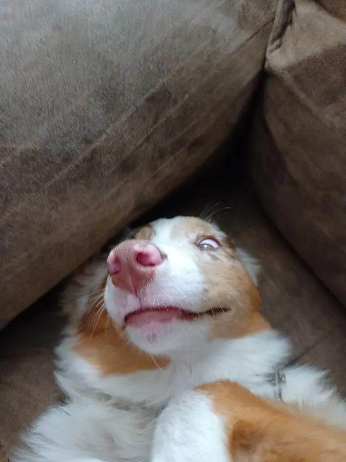 My Dog Brooklynn, She Is 4mo In This Picture