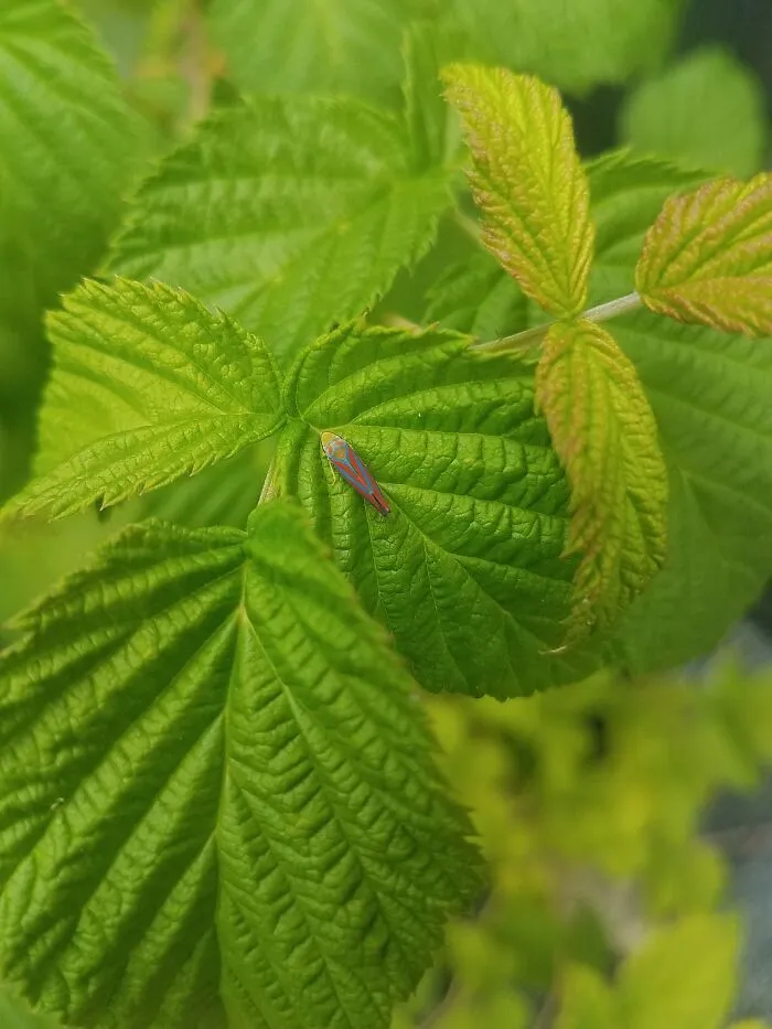 In My Backyard