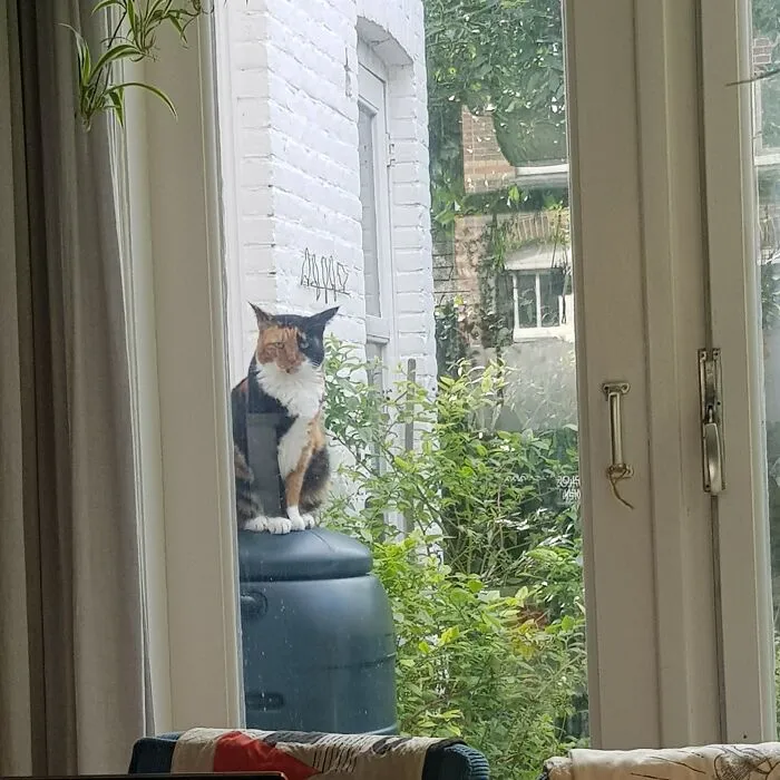 Let. Me. In.