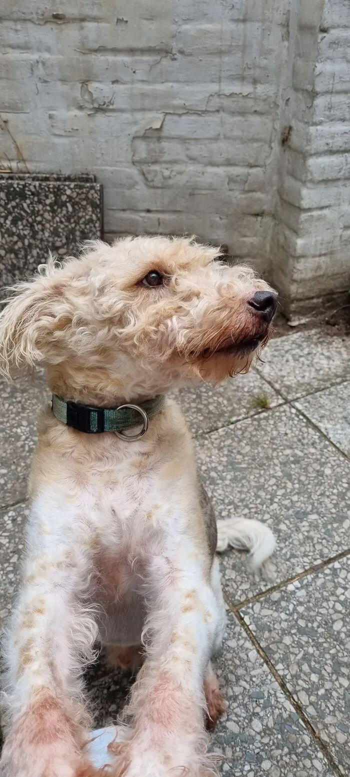 My 21 Year Old Mixed Breed Dog. Former Spanish Street Dog.