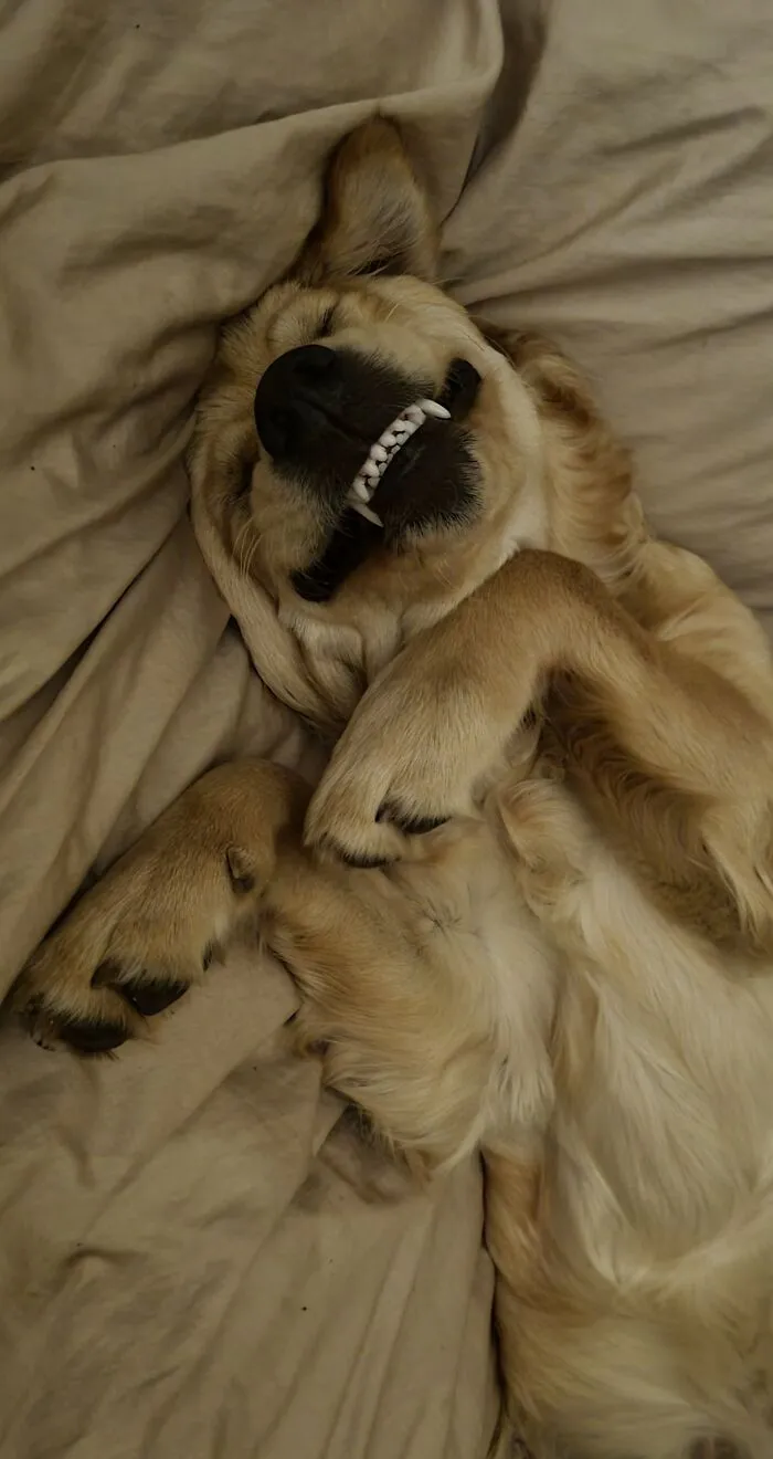 Crazy Dreams!