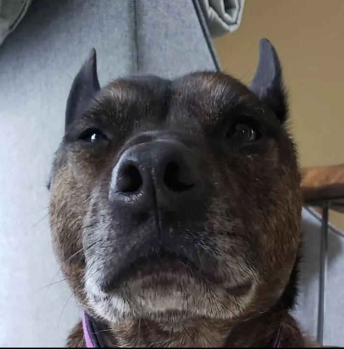 Not Amused