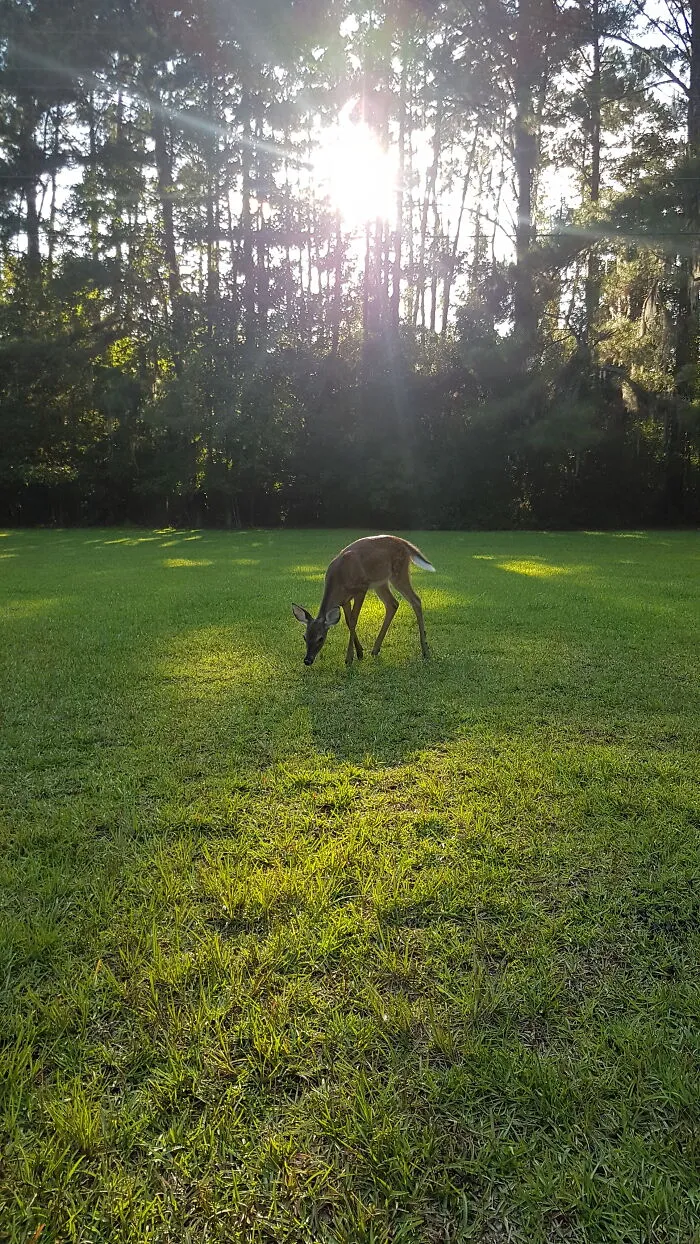 Fawn, ~7 Months Old