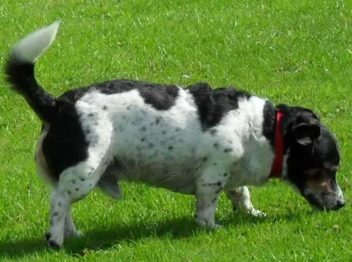 My Old Dog, Gizmo, Pretending He Can't Find His Ball So As Not To Have To Bring It All The Way Back.