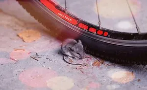 Hey Pandas, Photoshop This Mouse (Closed)