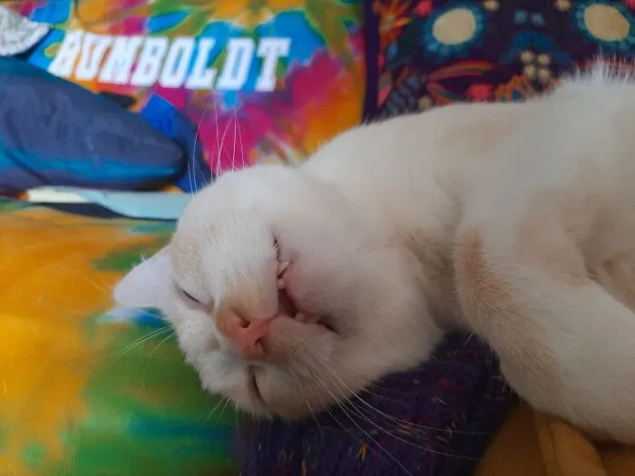 Jasper, Professional Derp-Er. Loves Boops