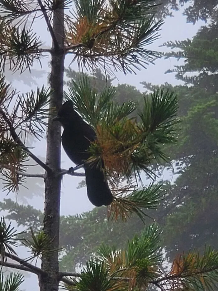 Stellars Jay