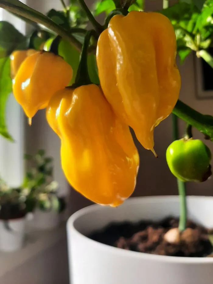 Some Yellow Habaneros On My Windowsill