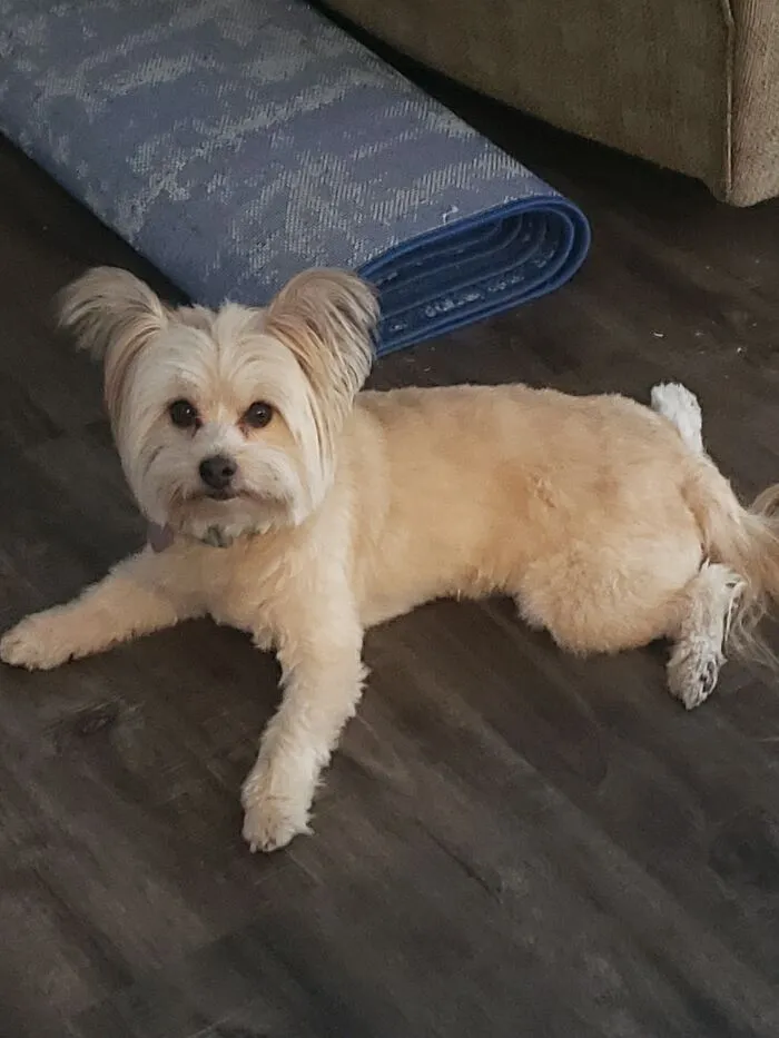 Turkey Legs!