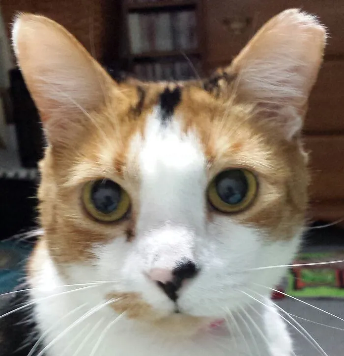 Two-Tone Booper