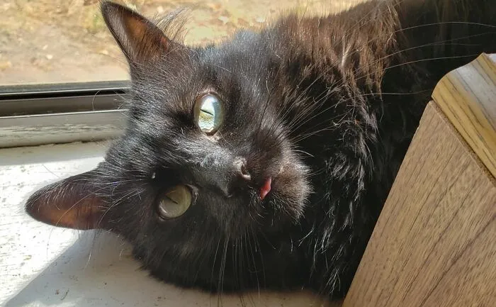Muffy The Fluffy With Her Afternoon Blep.