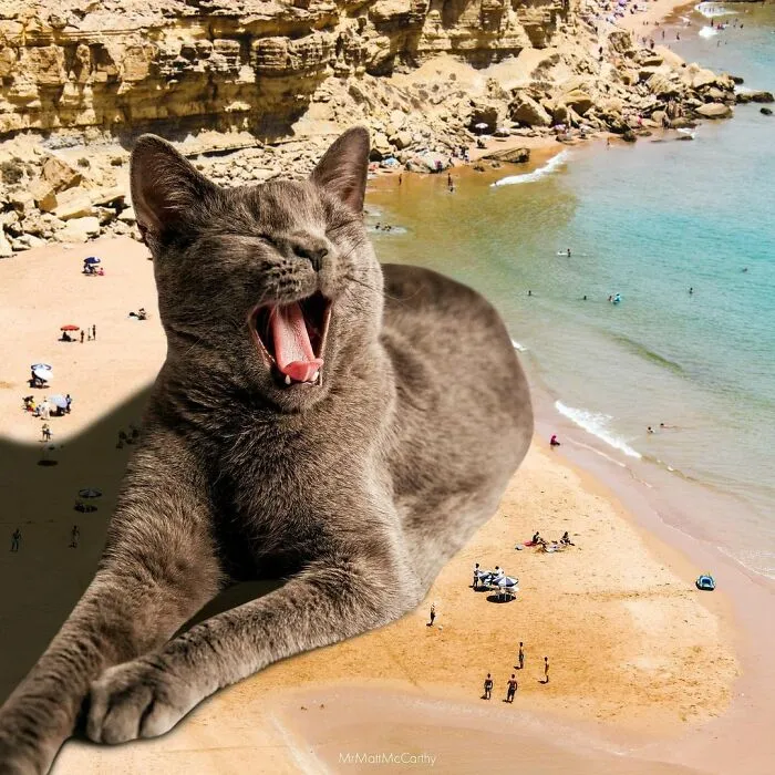 91 Surreal Photo Edits With Giant Cats By Matt McCarthy (New Pics)