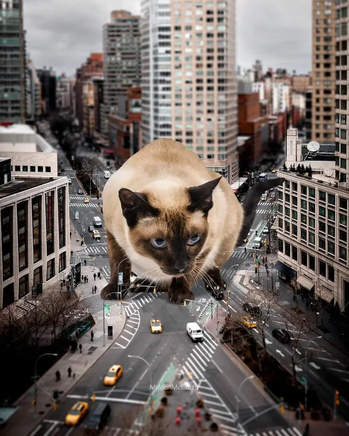 91 Surreal Photo Edits With Giant Cats By Matt McCarthy (New Pics)