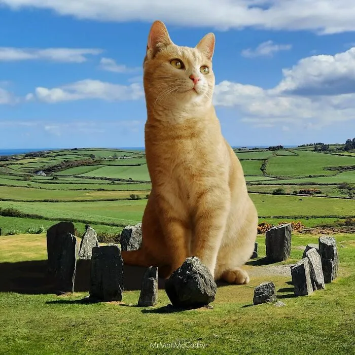 91 Surreal Photo Edits With Giant Cats By Matt McCarthy (New Pics)
