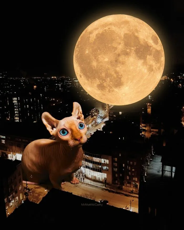 91 Surreal Photo Edits With Giant Cats By Matt McCarthy (New Pics)