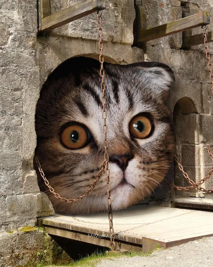 91 Surreal Photo Edits With Giant Cats By Matt McCarthy (New Pics)