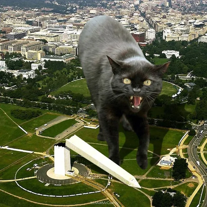 91 Surreal Photo Edits With Giant Cats By Matt McCarthy (New Pics)