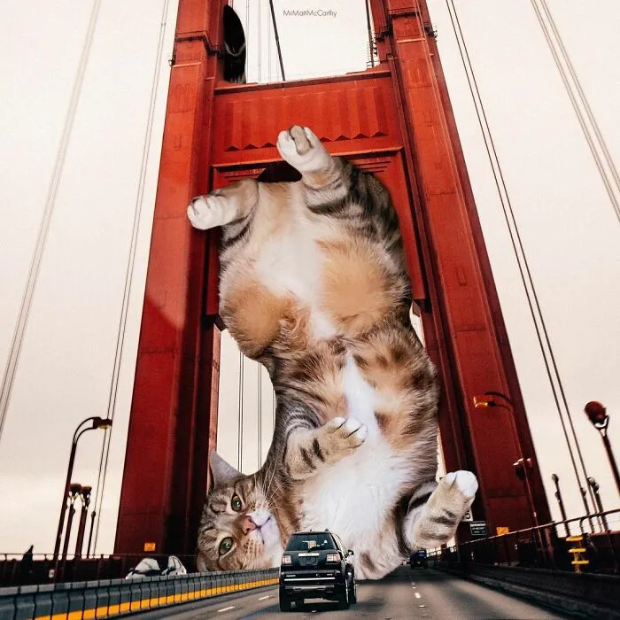 91 Surreal Photo Edits With Giant Cats By Matt McCarthy (New Pics)