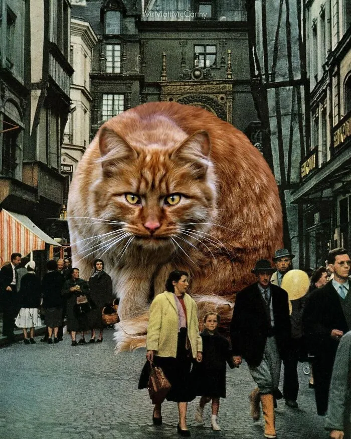 91 Surreal Photo Edits With Giant Cats By Matt McCarthy (New Pics)