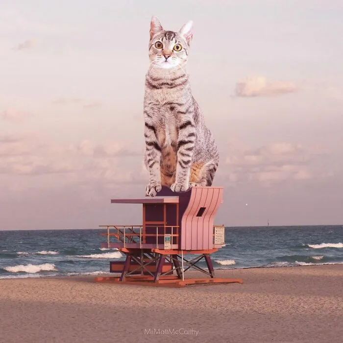91 Surreal Photo Edits With Giant Cats By Matt McCarthy (New Pics)