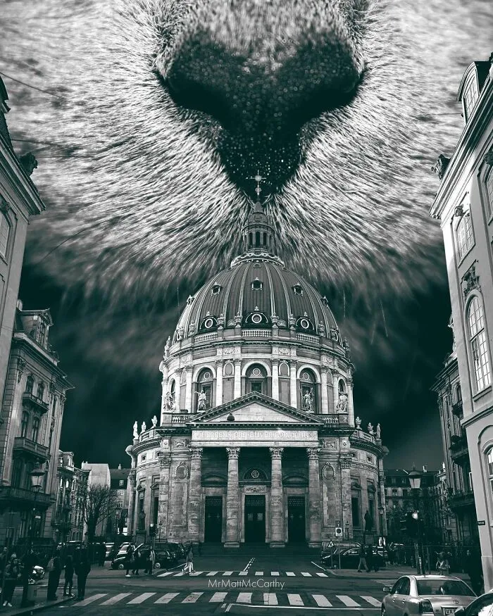91 Surreal Photo Edits With Giant Cats By Matt McCarthy (New Pics)