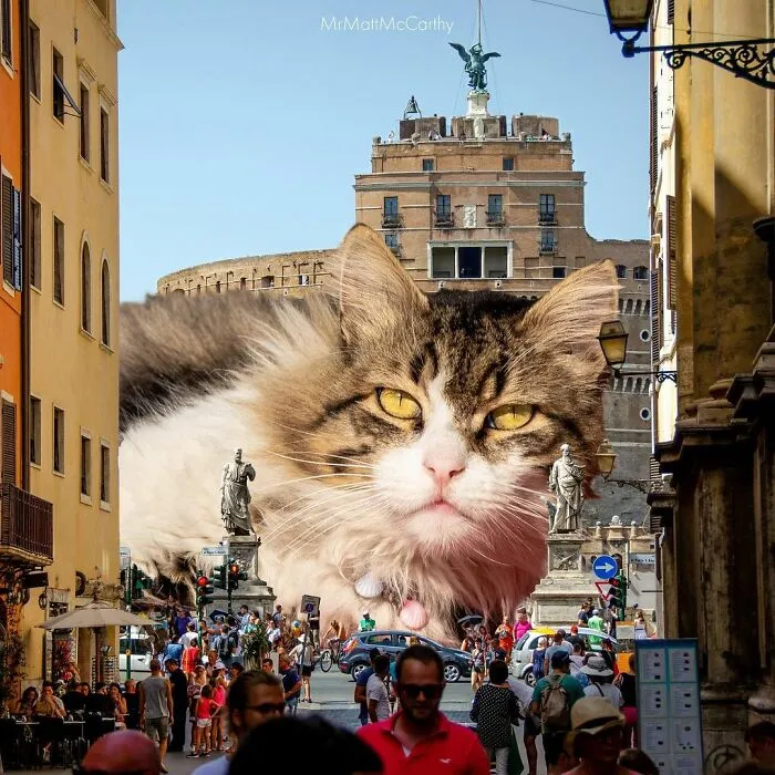 91 Surreal Photo Edits With Giant Cats By Matt McCarthy (New Pics)