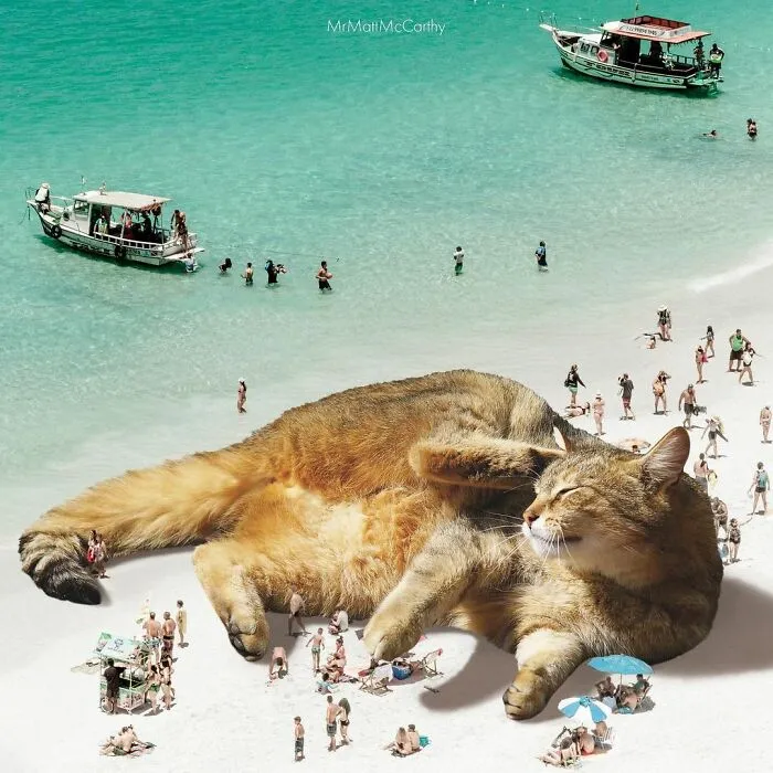 91 Surreal Photo Edits With Giant Cats By Matt McCarthy (New Pics)
