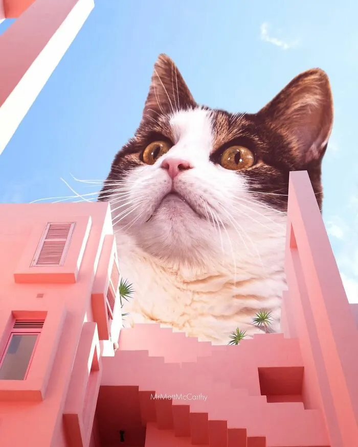 91 Surreal Photo Edits With Giant Cats By Matt McCarthy (New Pics)