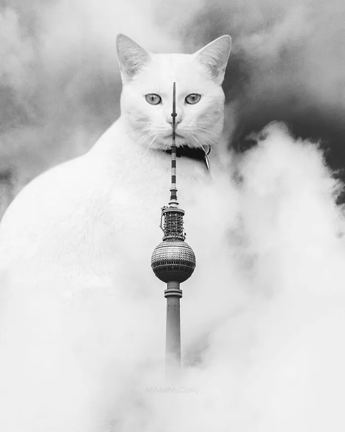 91 Surreal Photo Edits With Giant Cats By Matt McCarthy (New Pics)